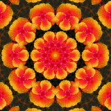 Hibiscus 3.jpg