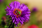 A green bee on purple aster