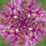 Allium 6.jpg