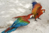araras (macaws)