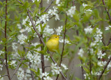 Paruline jaune