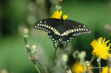 Papillon du cleri