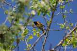 Paruline flamboyante