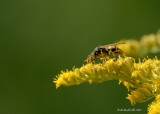 Abeille