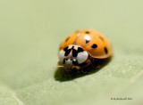 Coccinelle