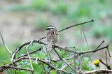 White-throated Sparrow