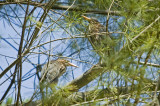 Green Heron fledgling