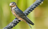 Barn Swallow (Juv.)