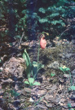 Cypripedium acaule: Moccasin Flower