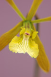 Encyclia aspera