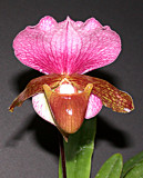 The Genus Paphiopedilum