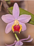 Sophrocattleya Crystelle Smith BK Orchids
