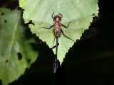 Rocket-tailed Emerald - Dorocordidia libera