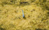 Eastern Pondhawk - Erythemis sempliciollis