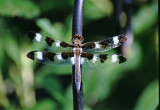 Tweleve-Spotted Skimmer - Lebellula puchella