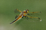 Four-Spotted Skimmer - Libellula quadrimaculata - female