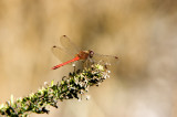 Meadowhawk - Sympetrum sp.