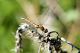 Meadowhawk - Sympetrum sp.