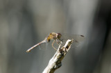 Meadowhawk - Sympetrum sp.