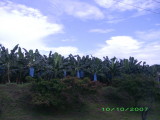 Banana tress -- banana bunches are protected from insects with blue bags