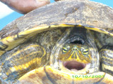 Turtle -- Costa Rica