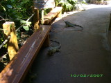 The marinas pet iguanas