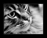 Beauregard