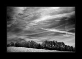 tree line