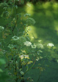 dappled light