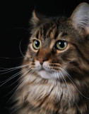 Beau