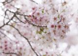 Cherry Blossoms (and the viewing of)