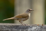 Pale-breasted Thrush