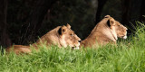 Lioness, Oakland Zoo
