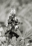 Lupine, Toned 2