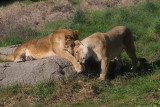 Lioness, Oakland Zoo