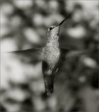 Pin Feather, BW