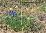 Early Bluebonnet Bloom