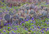 Bluebonnets and Cactus