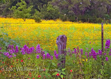 Still Wildflower Color in the Hill Country