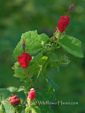 Turks Cap