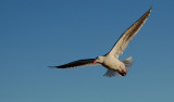 Gaviota Austral (Dolphin Gull - Larus scorebii)