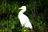 Cattle Egret -  