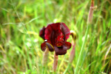 Iris atropurpurea אירוס הארגמן