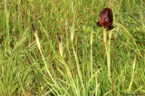 Iris atropurpurea אירוס הארגמן