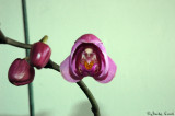 Orchid blossoms