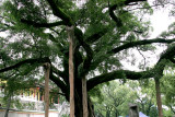 Thousand-Year-Old-Tree-In-P.jpg