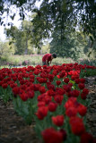 boy in the garden