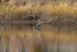 briggs cove marsh_0013.jpg