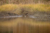 briggs cove marsh_0039.jpg