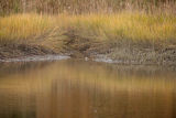 briggs cove marsh_0042.jpg